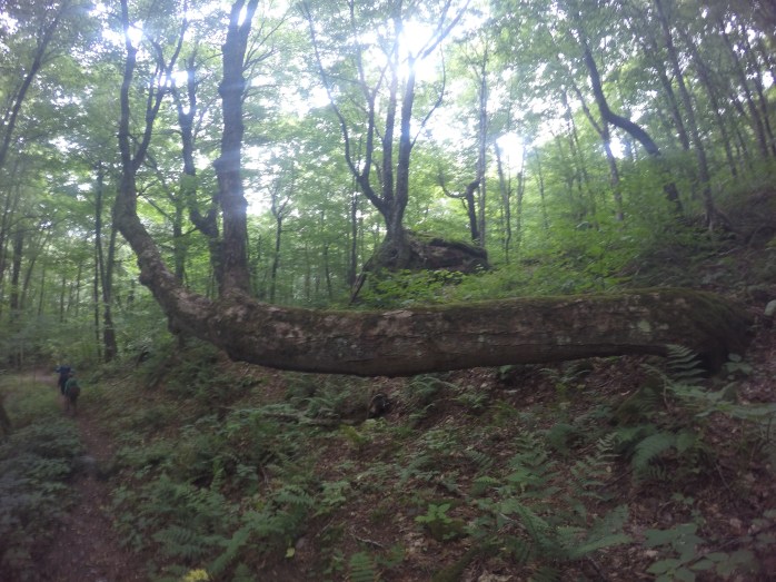 DCIM100GOPROGOPR0949.